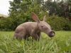 Baby Aardvark Born At Busch Gardens 